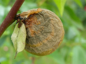 Plody napadené moniliovou hnilobou a dalšími houbami je nutné ze sadů odstraňovat.