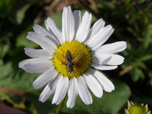 Kvetoucí rostliny poskytují potravu spoustě druhů dospělců hmyzu, jehož larvy jsou často dravé a loví jiný hmyz včetně škůdců.